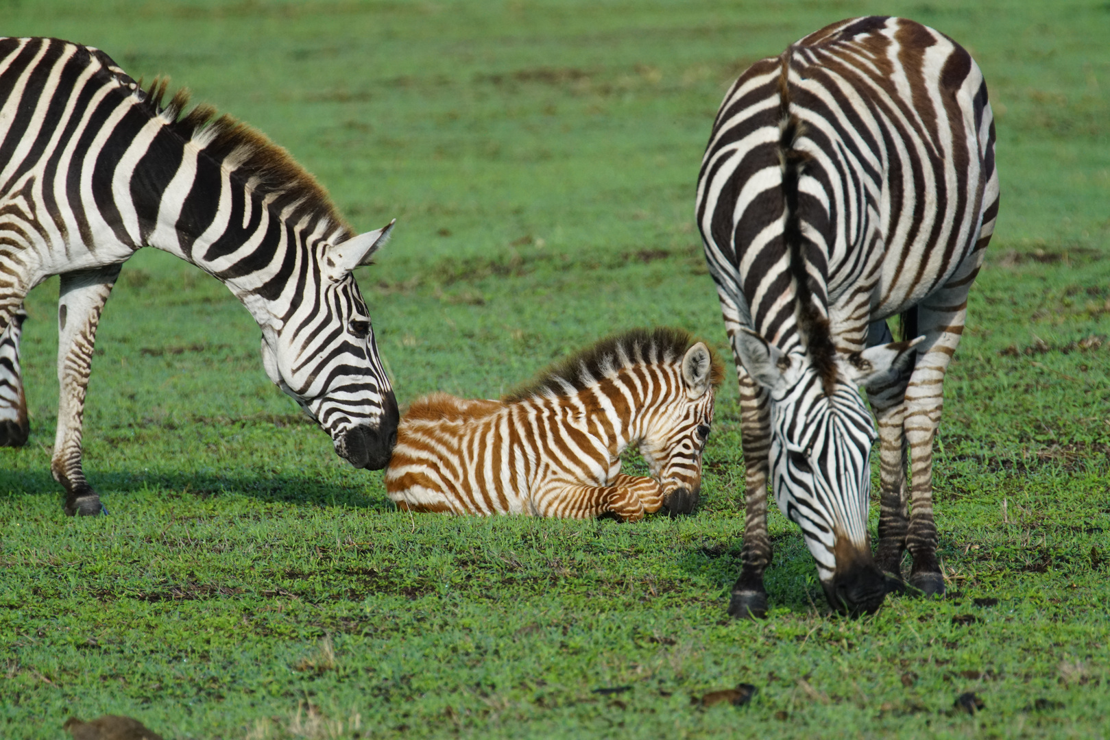 Junges Zebra 1