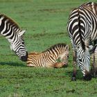 Junges Zebra 1