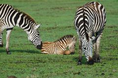 Junges Zebra 1