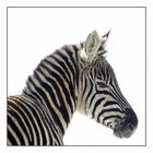 Junges Zebra