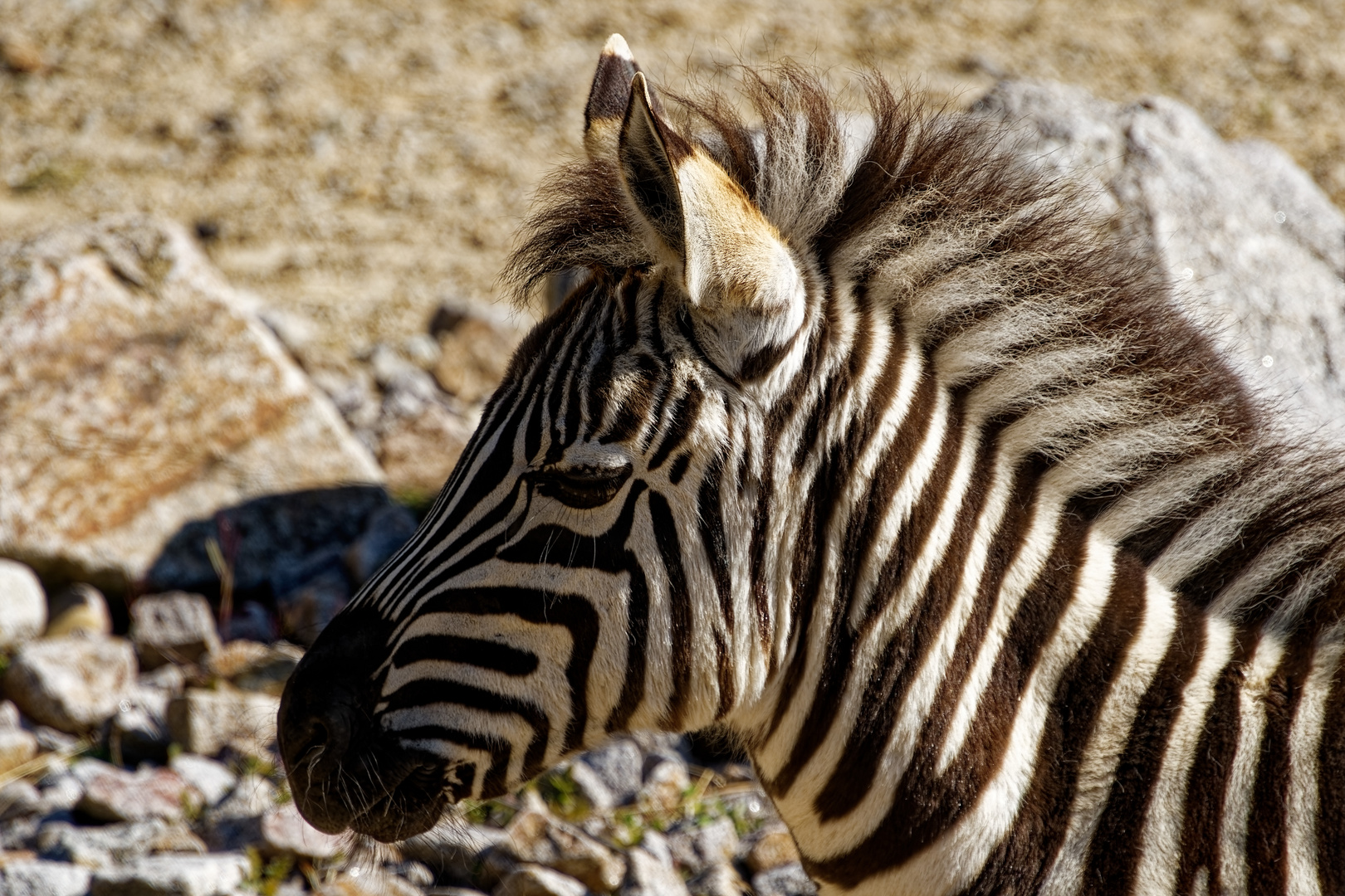 junges Zebra