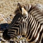 junges Zebra