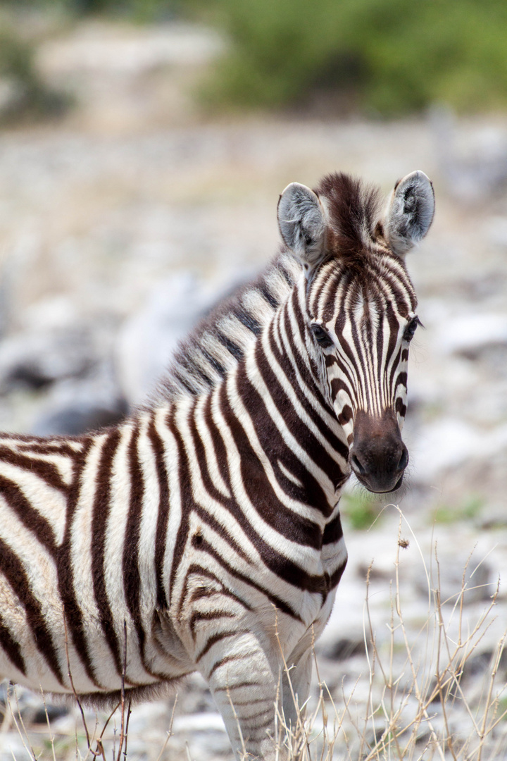 Junges Zebra