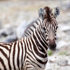 Junges Zebra