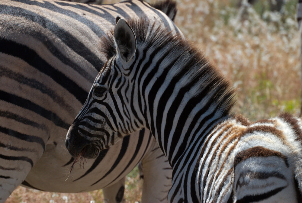 Junges Zebra