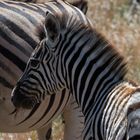 Junges Zebra