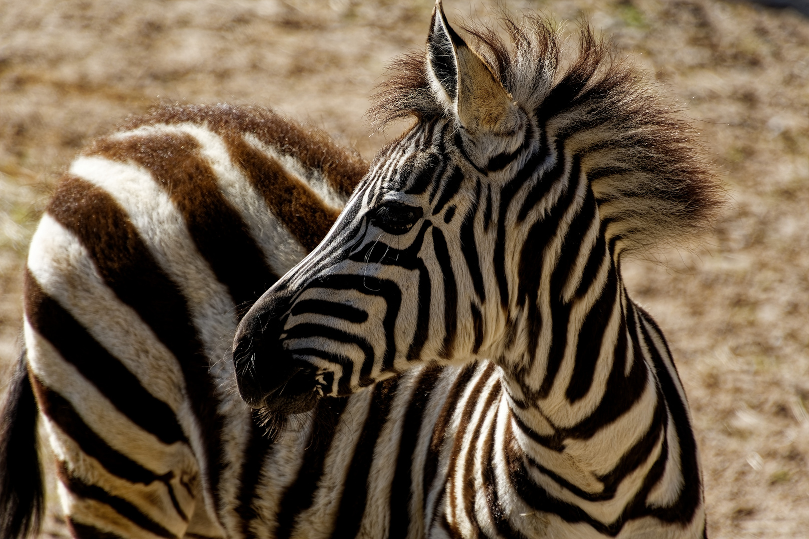 junges Zebra