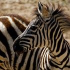 junges Zebra