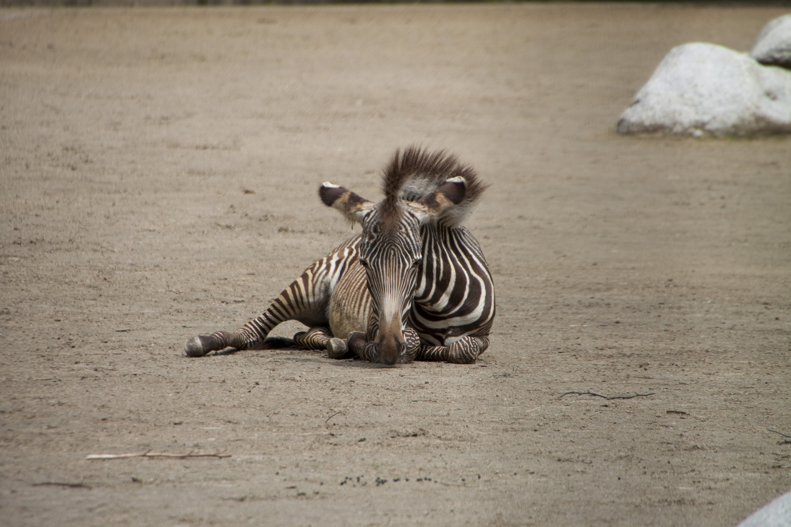 junges Zebra