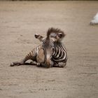 junges Zebra