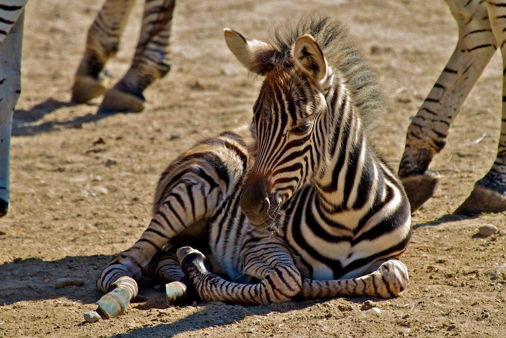 Junges Zebra