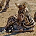 Junges Zebra