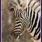 junges Zebra