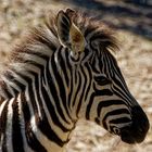 junges Zebra