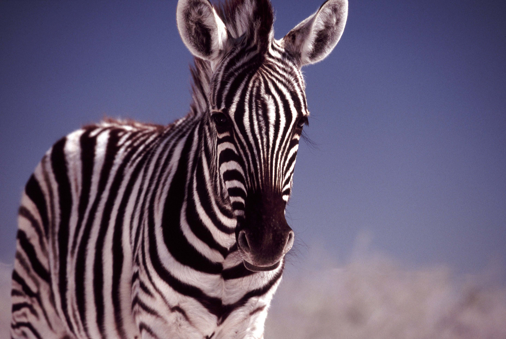 junges Zebra - Etosha NP - Namibia