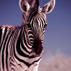 junges Zebra - Etosha NP - Namibia