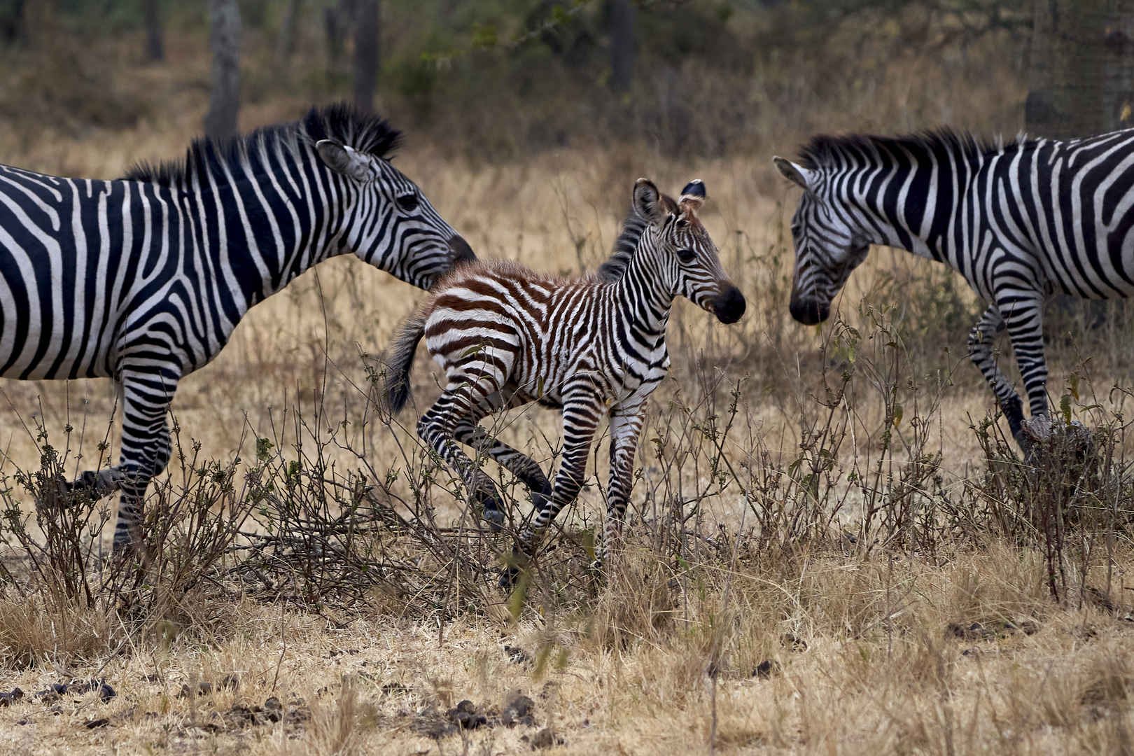 junges Zebra, gerahmt