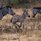 junges Zebra, gerahmt