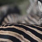 Junges Zebra in der Herde