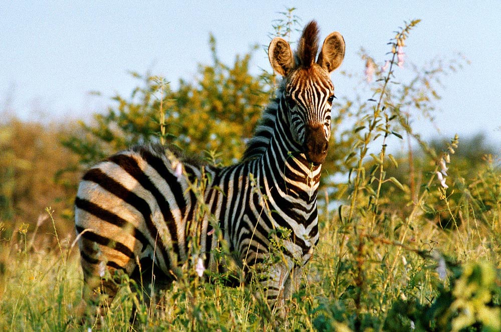 Junges Zebra in der Morgendämmerung