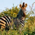 Junges Zebra in der Morgendämmerung