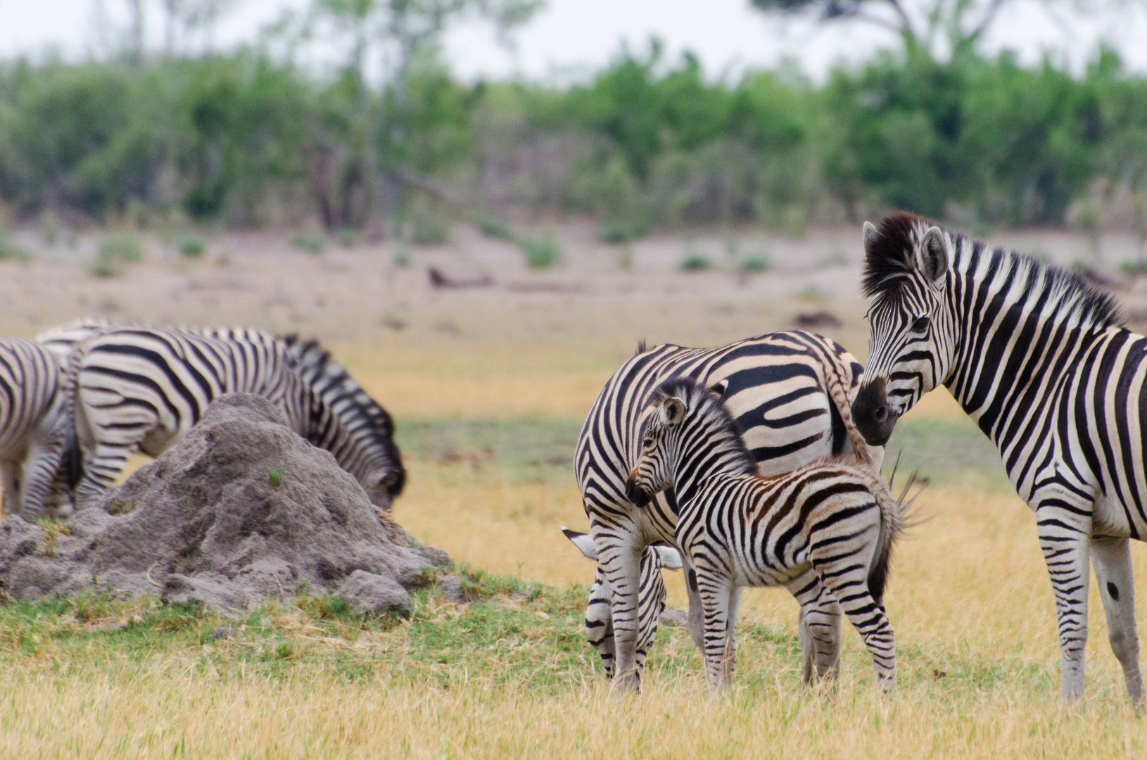 Junges Zebra mit Herde