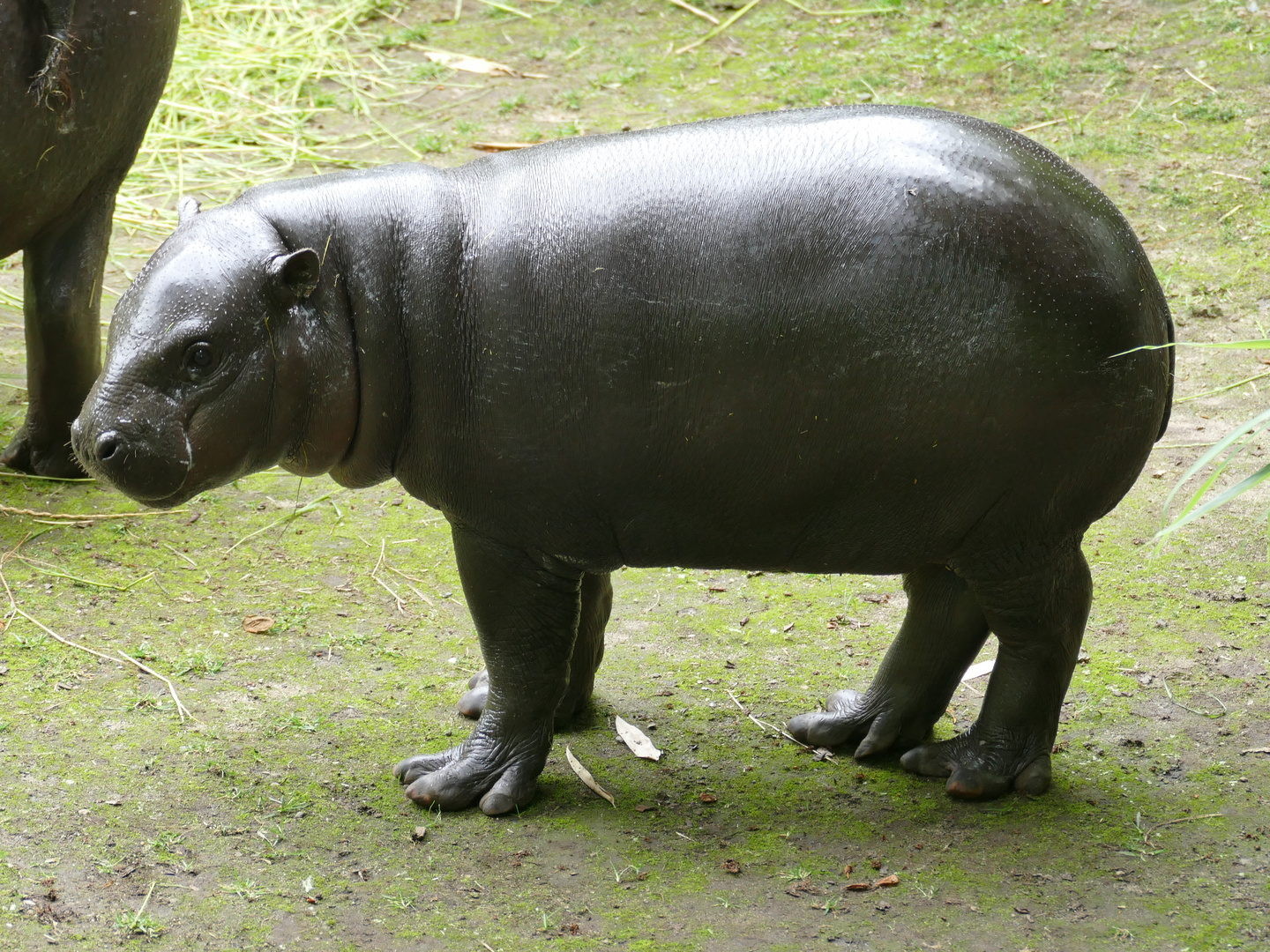 Junges Zwergflusspferd im Duisburger Zoo