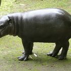 Junges Zwergflusspferd im Duisburger Zoo