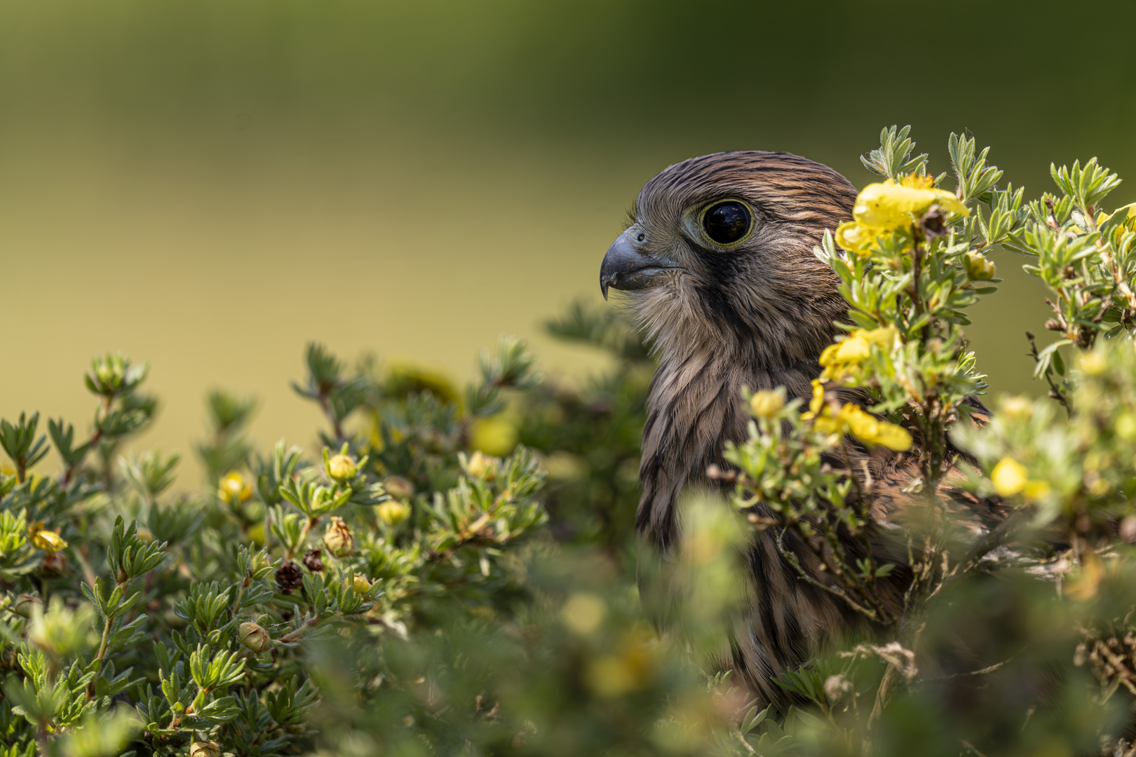 Jungfalke