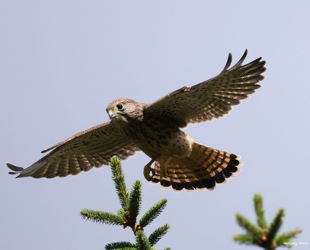 Jungfalke bei einem ersten Probeflug