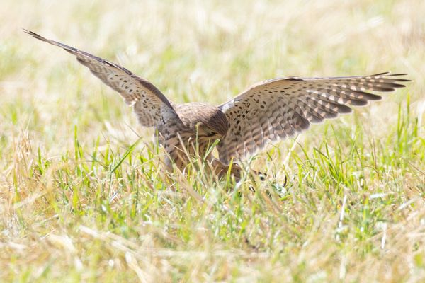 Jungfalke beim Jagen