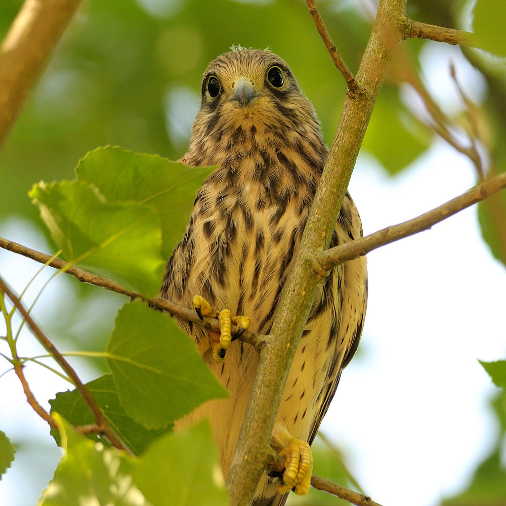 Jungfalke in der Frontale