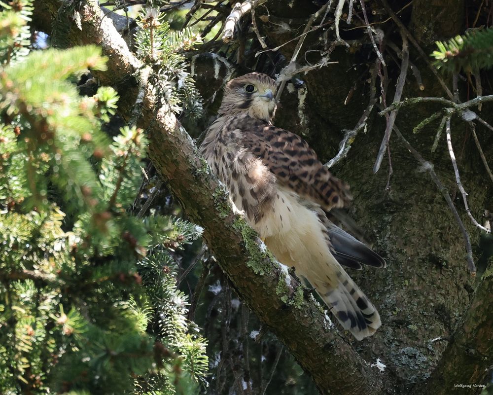 Jungfalke vom Juli 2022