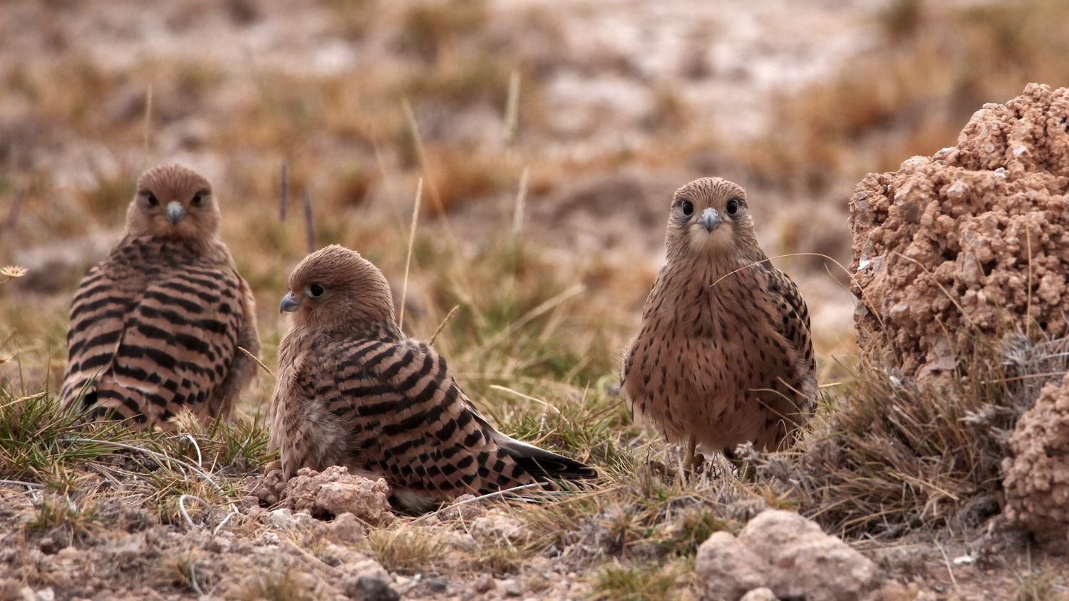 Jungfalken