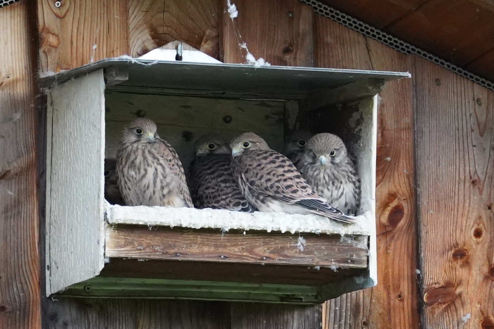 Jungfalken vor dem Jungfernfluc