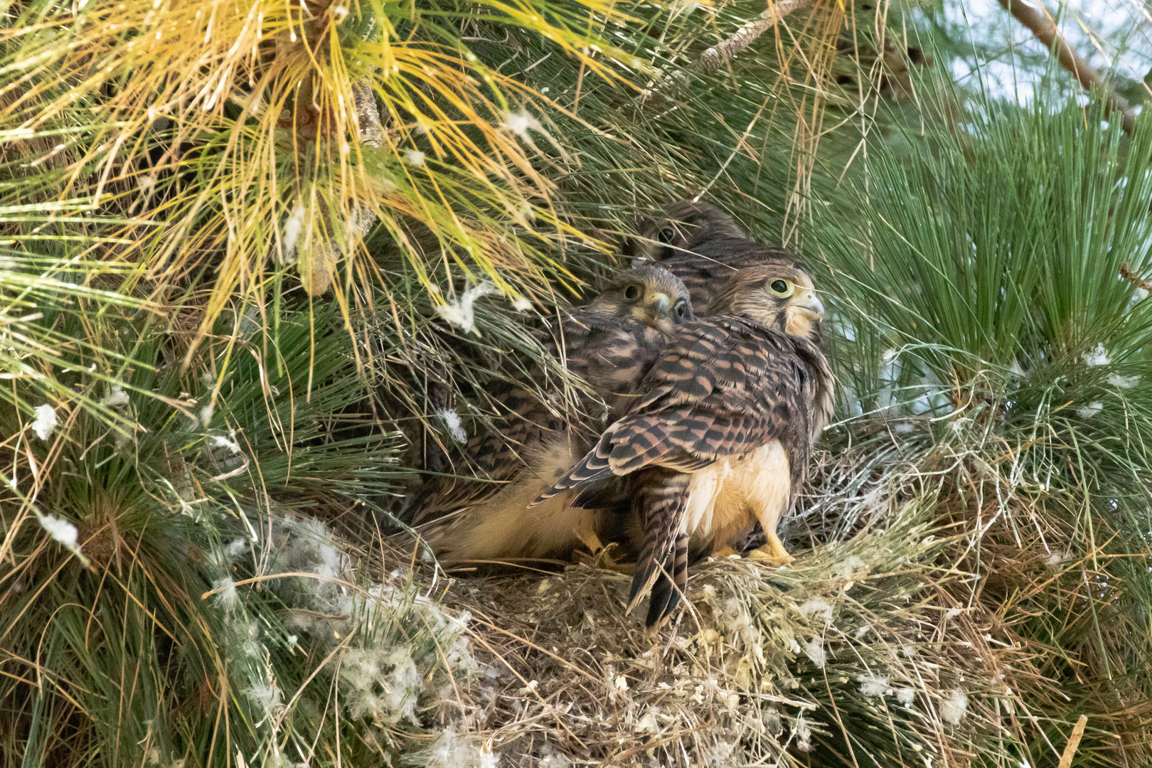 Jungfalkenbande