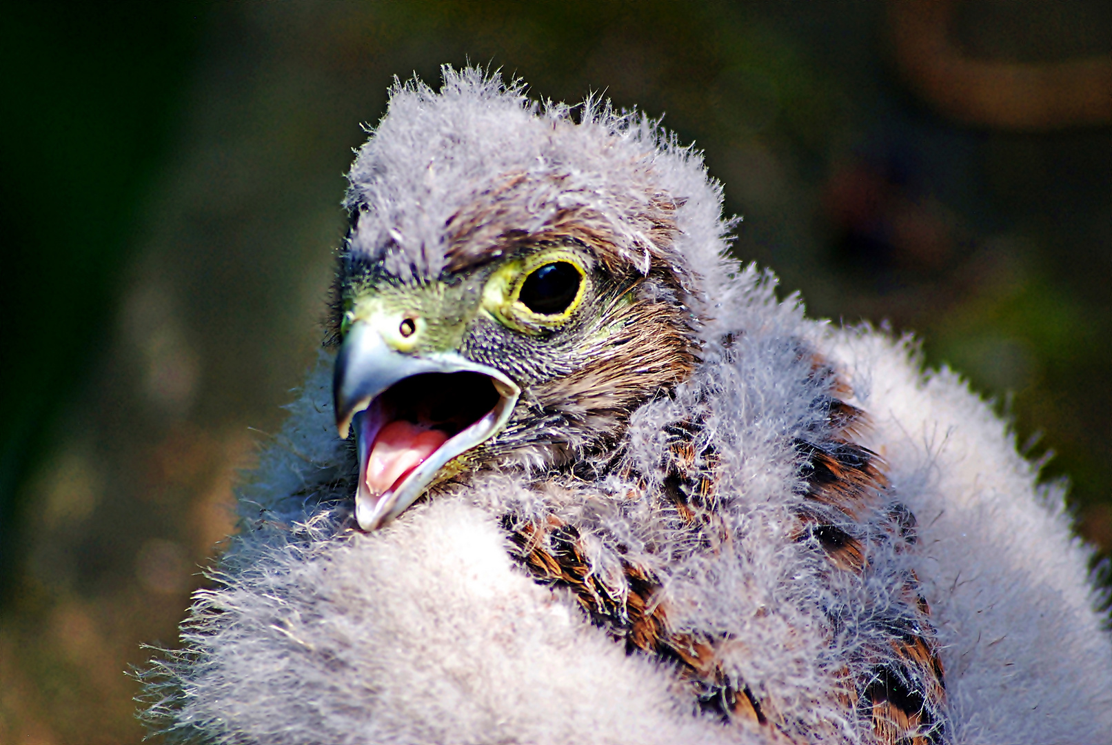 Jungfalkenportrait (Nestling Falco tinnunculus)