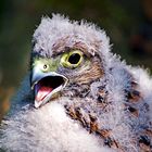 Jungfalkenportrait (Nestling Falco tinnunculus)