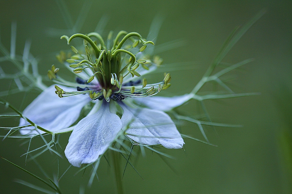 Jungfer Foto & Bild pflanzen, pilze & flechten, natur Bilder auf