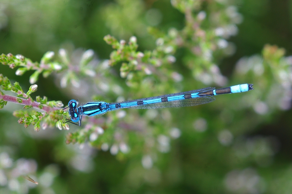 Jungfer auf Bokeh