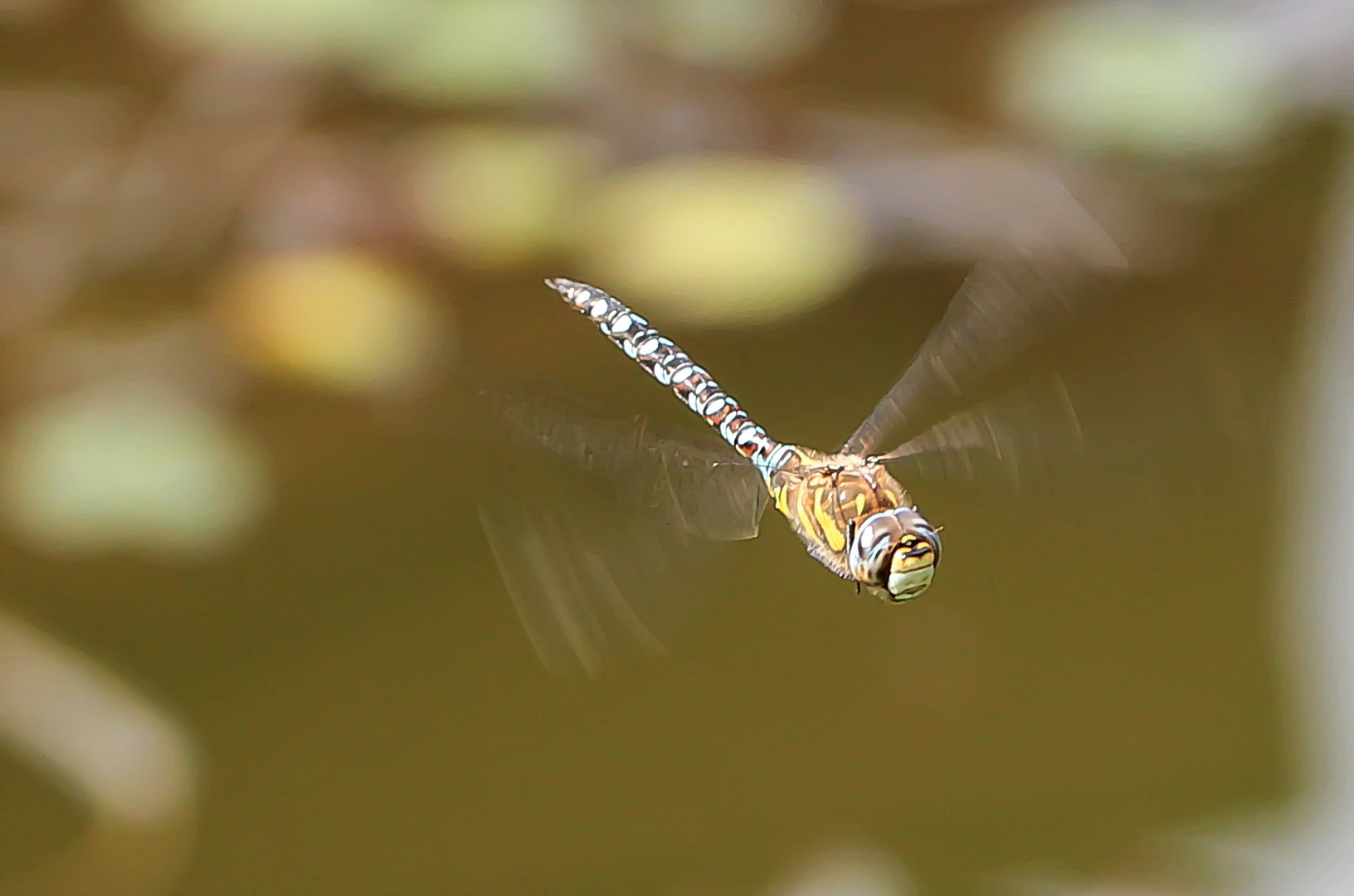 Jungfer im Flug