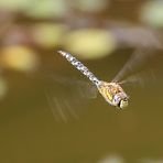 Jungfer im Flug