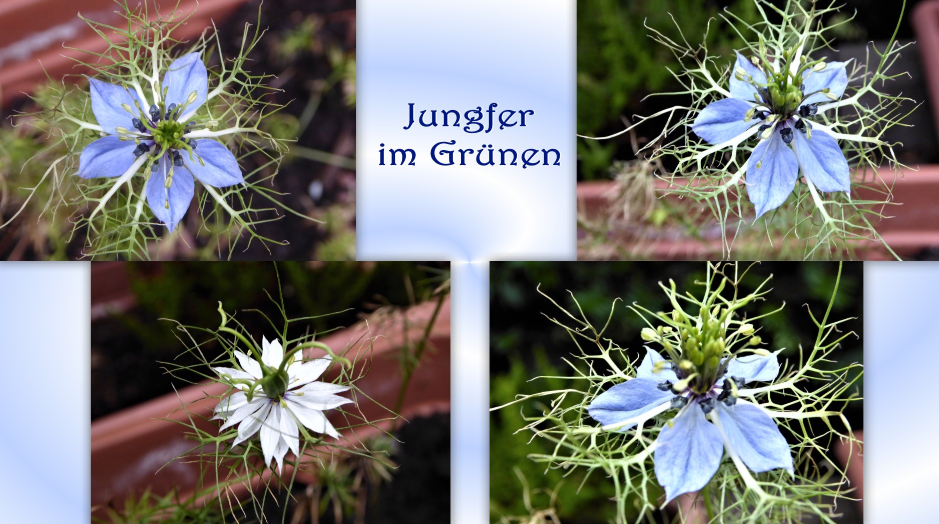 Jungfer im Grünen