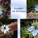 Jungfer im Grünen