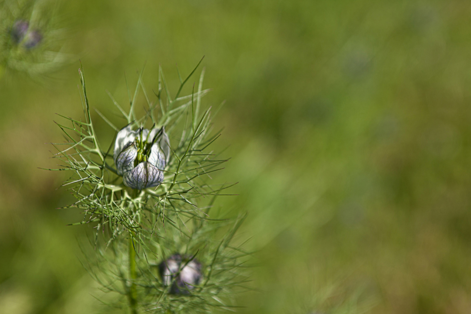 Jungfer im Grünen