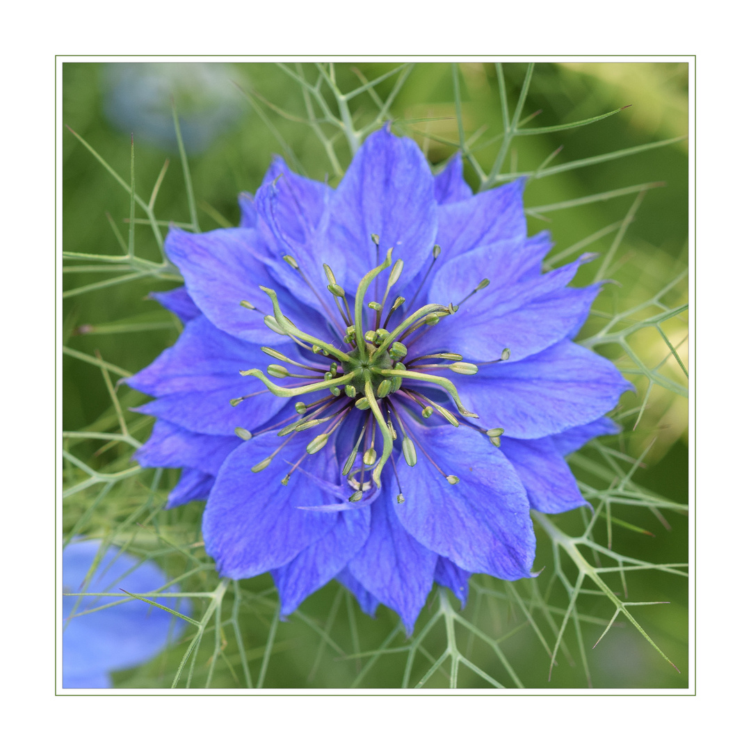 Jungfer im Grünen Foto & Bild pflanzen, pilze & flechten, blüten