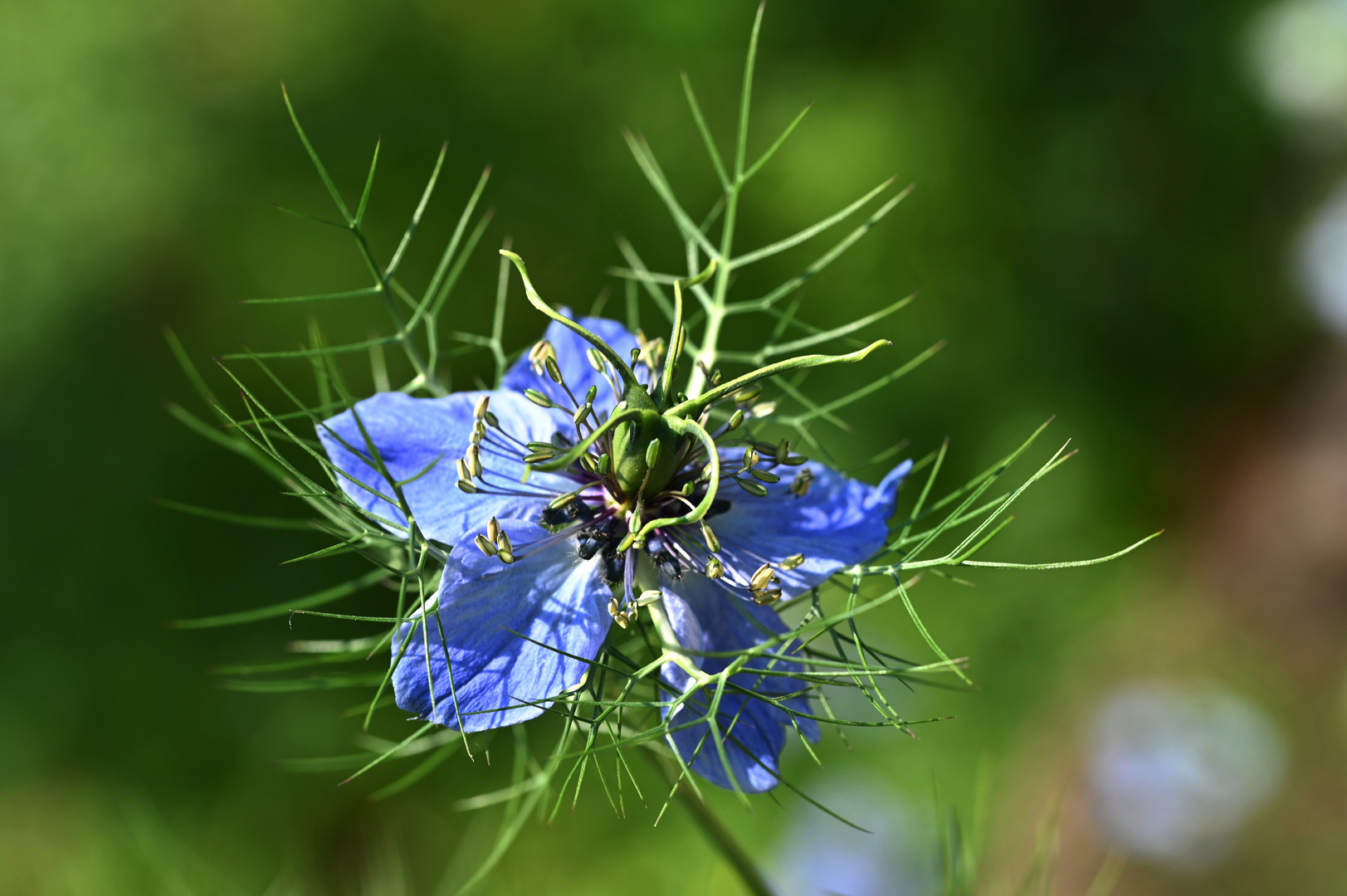 Jungfer im Grünen