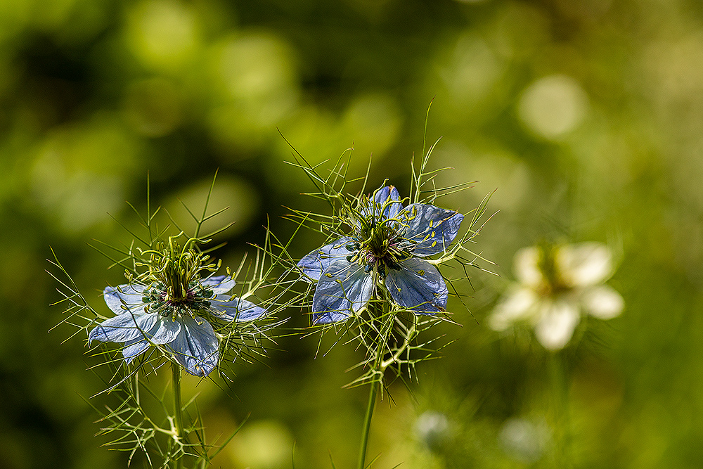 JungferimGrünen Foto & Bild pflanzen, pilze & flechten, blüten