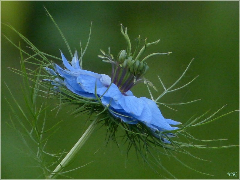 Jungfer im Grünen (3)