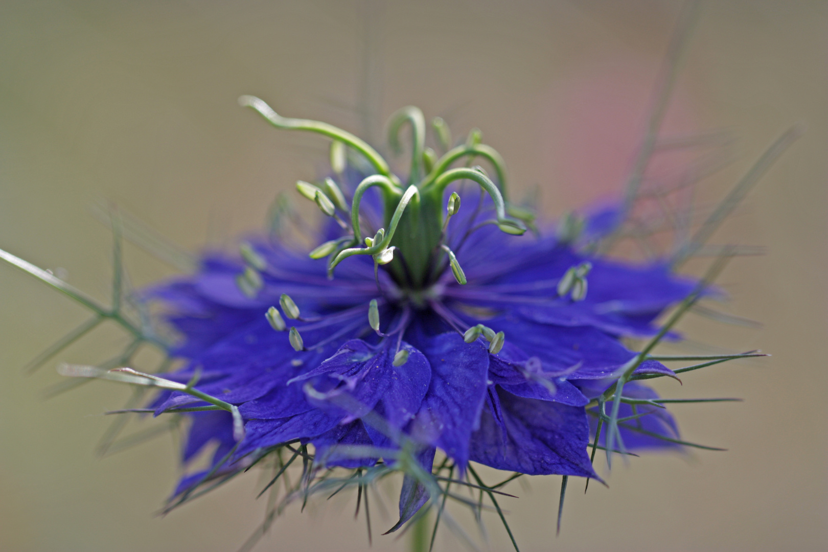 Jungfer im Grünen Foto & Bild archiv, a r c h i v aktuell, blau